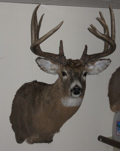 1980 Ford Bronco - A taxidermied deer head with impressive antlers is displayed against a white paneled wall.