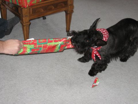 1985 Ford LTD Crown Victoria - A dog is playing with wrapping paper near a wooden chair.