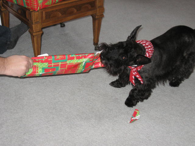 Black Scottish Terrier wearing a red bandana tugs on a roll of Christmas wrapping paper, a piece torn off on the floor