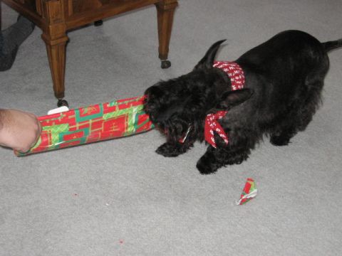 1985 Ford LTD Crown Victoria - A black Scottish Terrier is playing with a wrapped gift, with a piece of wrapping paper on the floor.