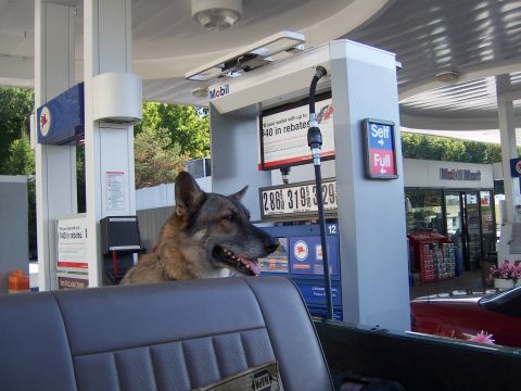 1996 Ford Bronco - Dog waits patiently at the gas pump while the car is being refueled.