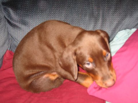 1997 Chevrolet C/K Pickup - A young Doberman puppy rests on soft cushions.