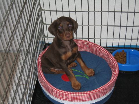1997 Chevrolet C/K Pickup - A Doberman puppy sits in its bed inside a crate, with a food bowl to the side.