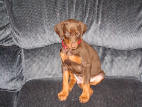 1997 Chevrolet C/K Pickup - A young Doberman pinscher puppy with a red collar is sitting on a couch.