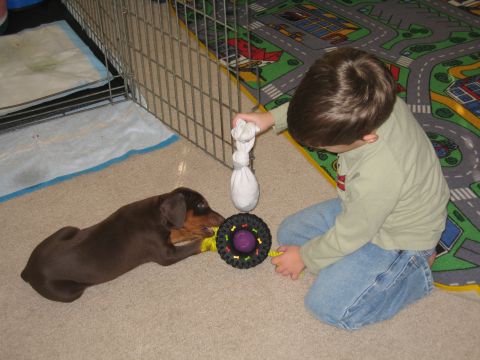 1997 Chevrolet C/K Pickup - A young Doberman puppy plays with a toy in a room with a child.