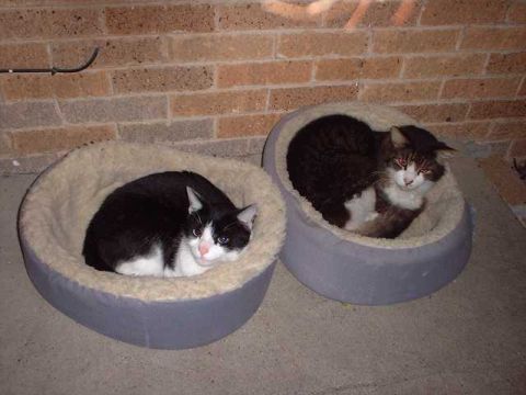 1996 Ford Taurus - Two cats are relaxing in their beds, with a brick wall in the background.