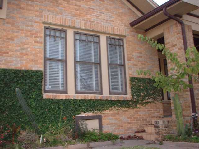 Brick house exterior with three windows covered by blinds and overgrown ivy