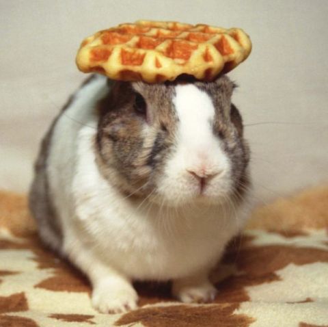 1987 Suzuki Samurai - A rabbit sports a waffle as a hat, with the Supermotors logo visible in the corner.
