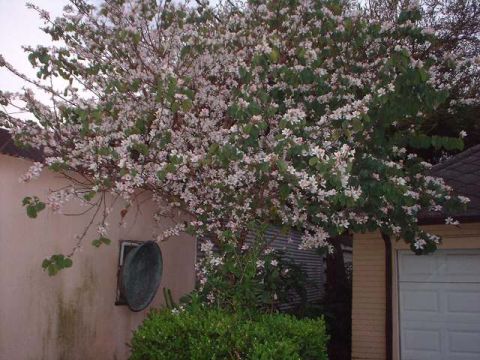 1996 Ford Taurus - A blooming tree shades a residential building with a garage door.