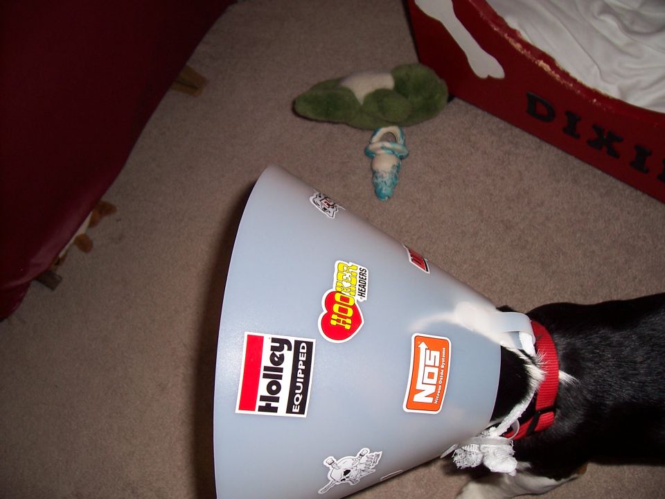 Dog wearing a cone with Holley, NOS, and Hooker Headers stickers