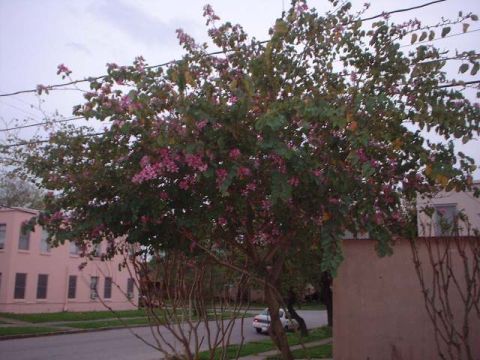 1996 Ford Taurus - A white sedan is parked on a street with houses and a flowering tree in the background.