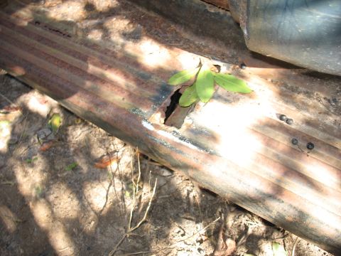 1949 Chevrolet C/K Pickup - Corrugated metal panel shows significant rust and a hole with plant growth.