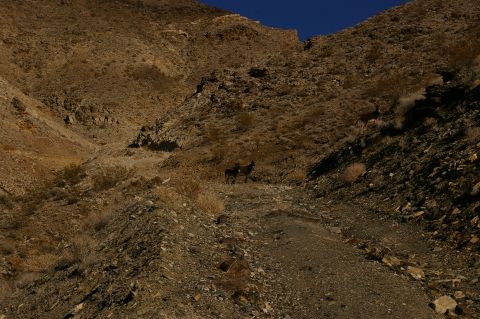 1986 Ford Bronco - Two deer are visible on a barren, rocky slope in a desert canyon.
