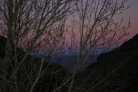 1986 Ford Bronco - Bare tree branches are visible against a twilight sky with hues of pink, purple, and blue.