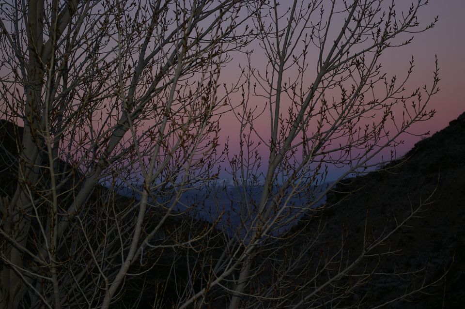 Bare tree branches silhouetted against a gradient sky of pink, purple, and blue