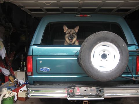 1996 Ford Bronco - A dog peeks out from the back window of a teal 1996 Ford Bronco parked in a garage.