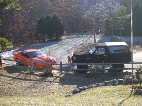 1995 Ford Mustang - Two vehicles, a 1995 Ford Mustang and a Ford Bronco, are parked outdoors with a dog standing between them.