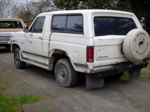 1981 Ford Bronco - Rear view of a white 1981 Ford Bronco parked outdoors, with a spare tire mounted on the tailgate.