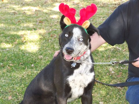 1990 Ford Bronco - A dog wearing festive reindeer antlers is being petted by its owner while sitting on a grassy lawn.