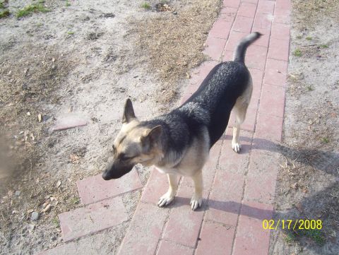 1978 Ford Bronco - A German Shepherd dog stands on a brick walkway. The photo has a date stamp of 02/17/2008.