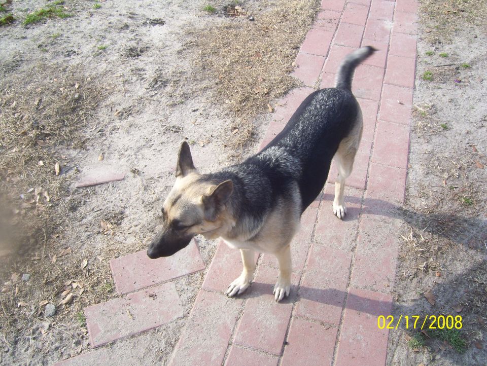 German Shepherd dog standing on a red brick path with dry grass and dirt around it. Date stamp reads 02/17/2008