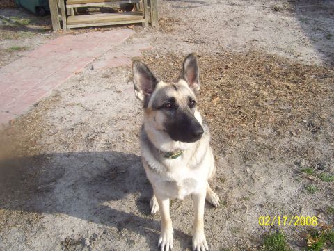 1978 Ford Bronco - A German Shepherd dog sits outdoors on a dirt patch with a brick pathway and wooden structure in the background.