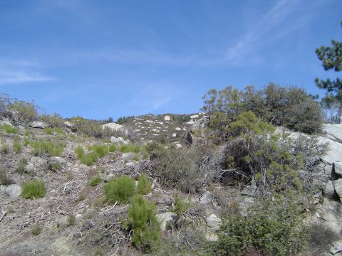 1989 Ford Bronco - A natural landscape scene a rocky hillside dotted with green shrubs and trees beneath a clear blue sky.