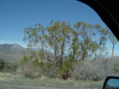 1989 Ford Bronco - A view from inside a vehicle shows a desert scene with a prominent tree and distant mountains under a clear blue sky.