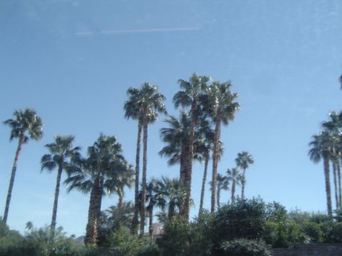 1989 Ford Bronco - A collection of palm trees against a bright blue sky, with some greenery in the foreground.
