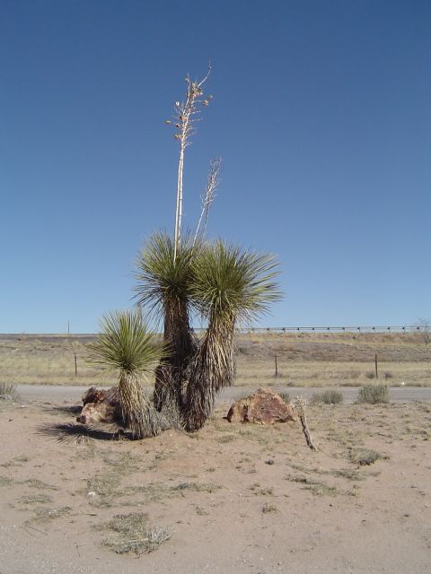 1989 Ford Bronco - Desert plants with tall flower stalks stand among rocks, with a highway visible in the background.