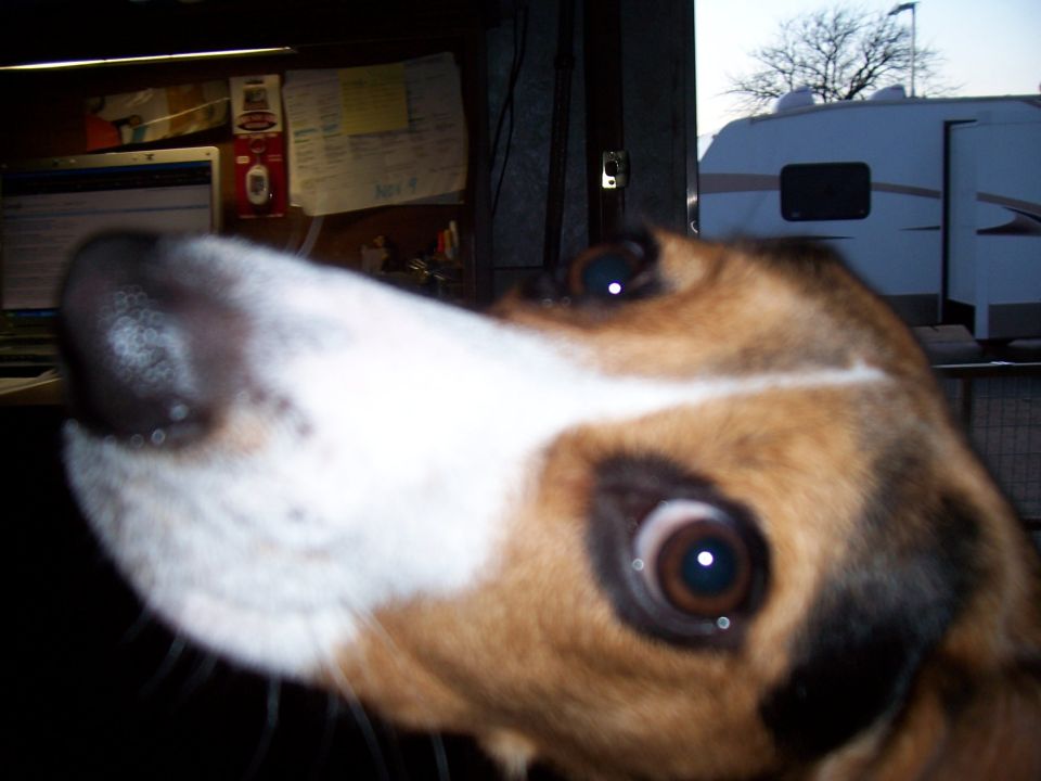 Dog's face close up, with a trailer visible in the background