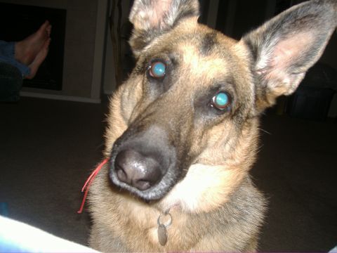 1995 Ford Bronco - Close-up of a German Shepherd dog's face with bright blue eyes and a tag on its collar.