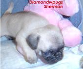 1946 Ford F1 - A young pug puppy rests near a pink stuffed toy, with text overlay indicating 'Diamondpugs Sherman'.