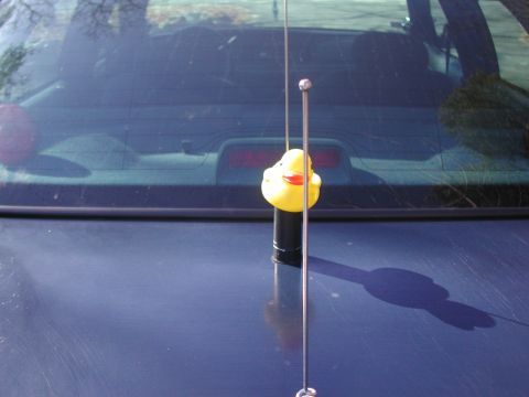 1999 Ford Crown Victoria - A rubber ducky adorns the antenna of a dark blue vehicle, seen from the rear.