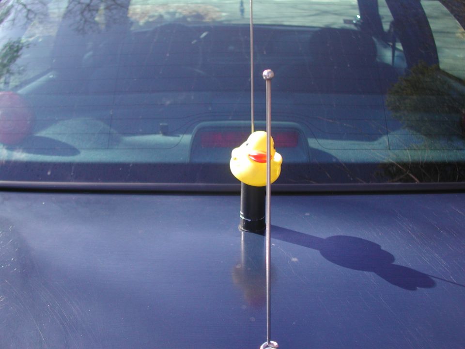 Rubber ducky on antenna of dark blue car, rear view