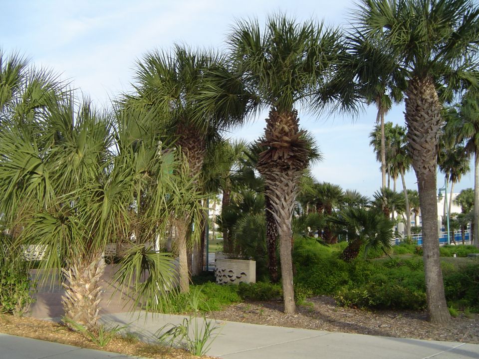 Palm trees in Corpus Christi