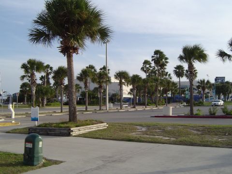 1989 Ford Bronco - A white car is parked in a lot lined with palm trees under a partly cloudy sky.