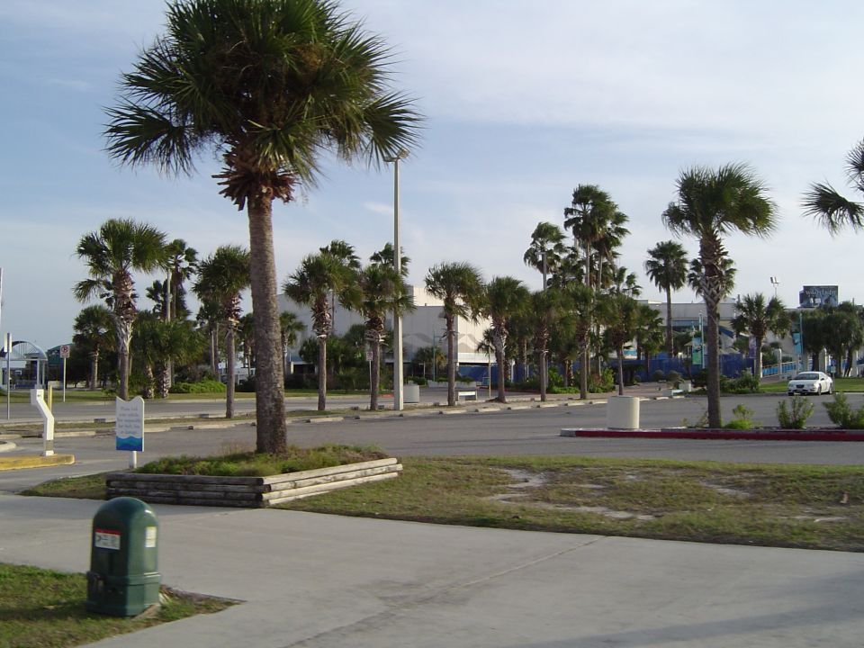 Parking lot scene with palm trees and a white car in the distance