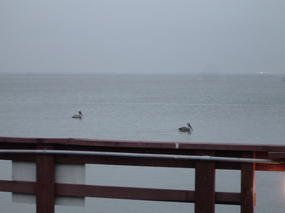 Two pelicans floating on gray water beyond a wooden railing