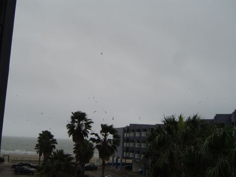1989 Ford Bronco - Several cars are parked near the beach on a cloudy day, with palm trees and buildings in the background.