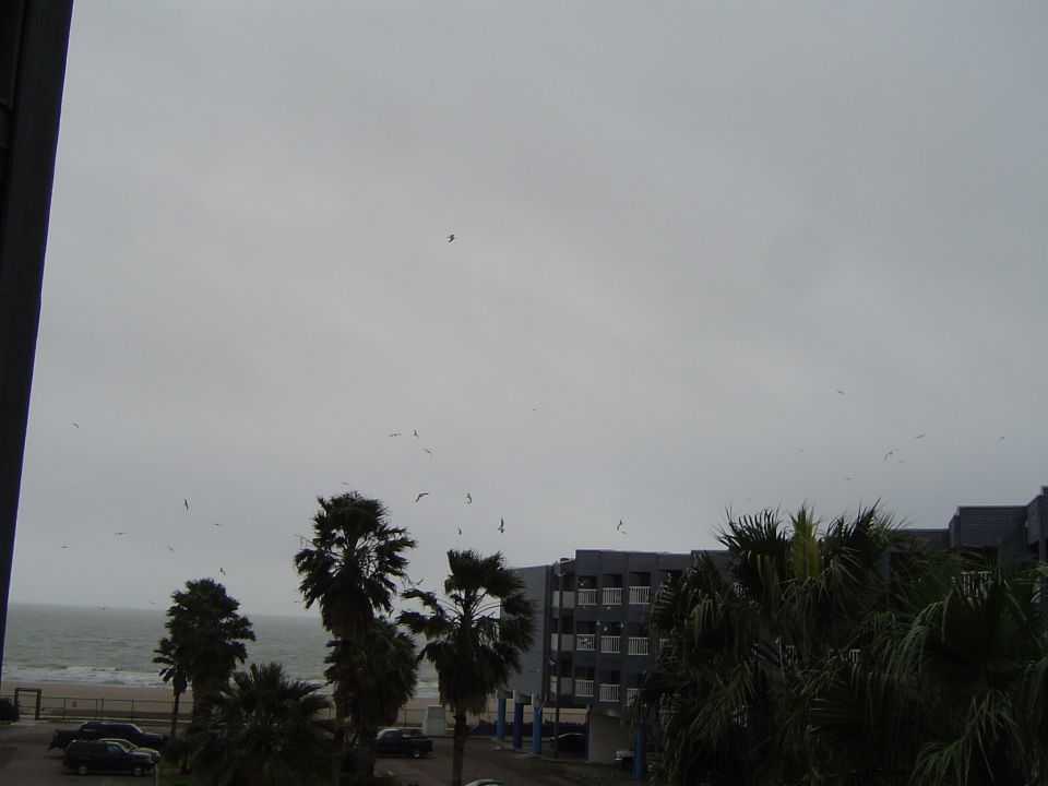 Cars parked on a cloudy day near a beach with palm trees and buildings