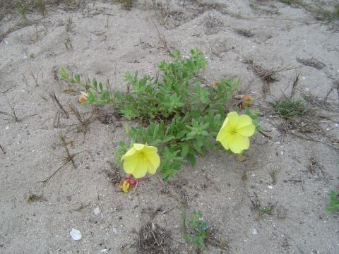 1989 Ford Bronco - A plant with yellow flowers blooms in the sandy terrain, with sparse vegetation and shells visible.
