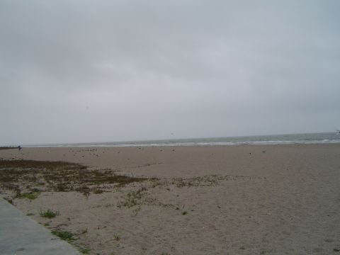 1989 Ford Bronco - A person walks along the shore of a beach on an overcast day, with numerous birds scattered across the sand.