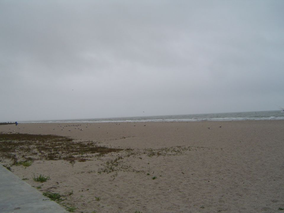 Beach scene with a person walking near the water and many birds on the sand