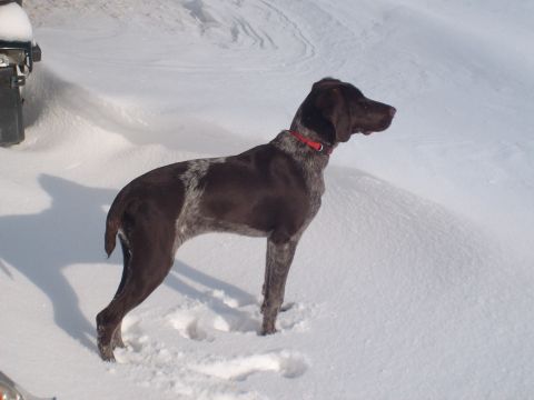1995 Ford C-350 (Centurion Conversions) - A German Shorthaired Pointer stands alert in a snowy landscape, with a portion of a vehicle visible in the background.