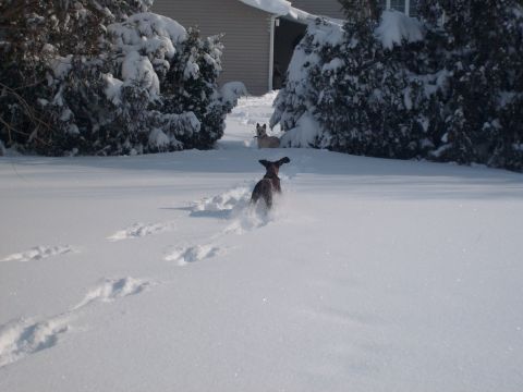 1995 Ford C-350 (Centurion Conversions) - Dogs play in the snow, leaving tracks as they run across a white landscape.
