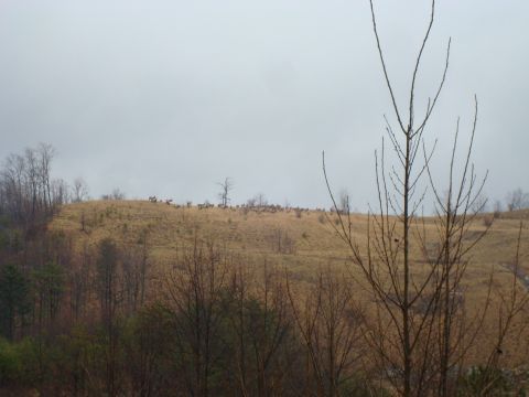1995 Ford Bronco - A herd of elk grazes on a hill, with bare trees in the foreground and a cloudy sky above.