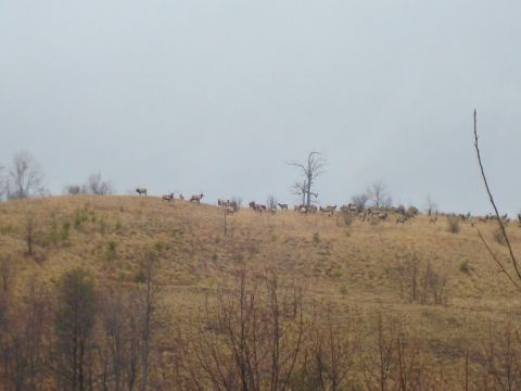1995 Ford Bronco - A large group of elk are visible grazing on a barren hill under an overcast sky.