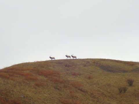 1995 Ford Bronco - Three elk are visible on a distant hill under an overcast sky.