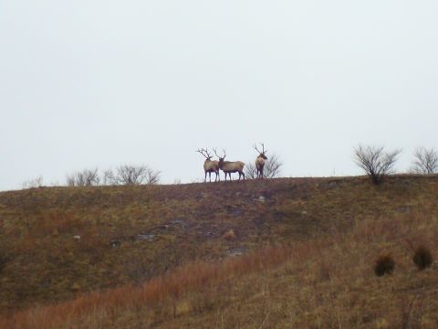 1995 Ford Bronco - Three elk stand on a ridge overlooking a dry, grassy landscape under a cloudy sky.